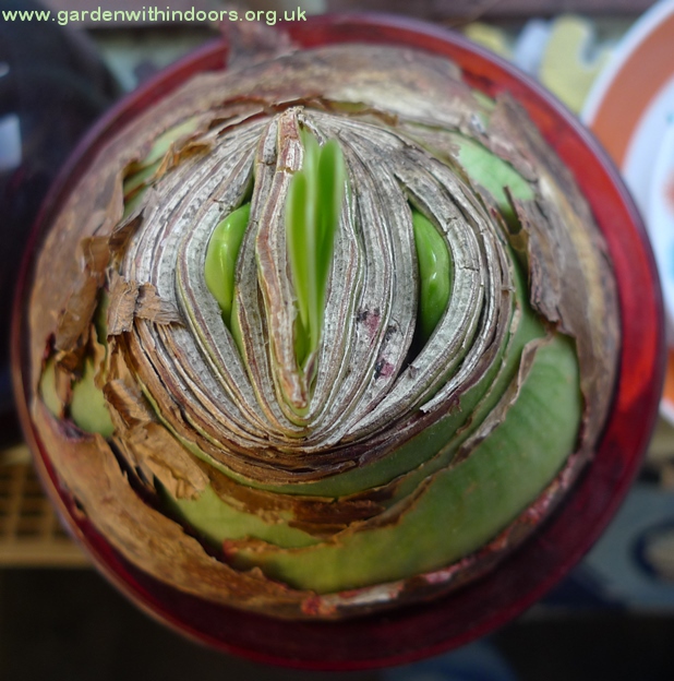 amaryllis bulb in amaryllis vase