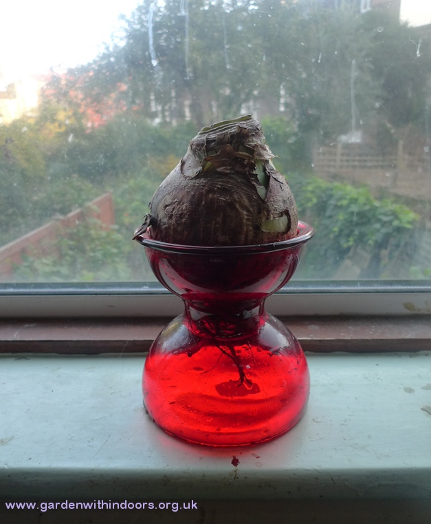 amaryllis vase with amaryllis bulb