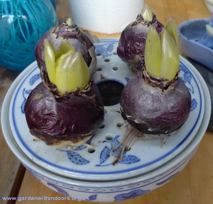 hyacinth bulb bowl