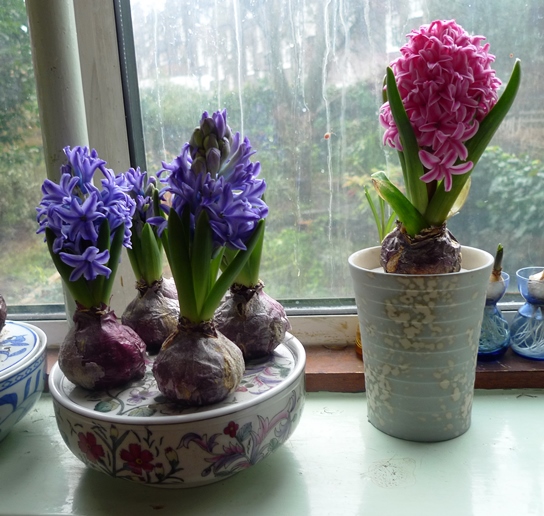 Blue Jacket and Pink Pearl hyacinths