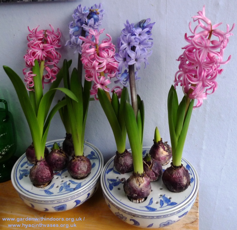 forced hyacinths in bloom in bulb bowls