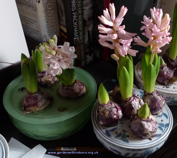 Apricot Passion hyacinths