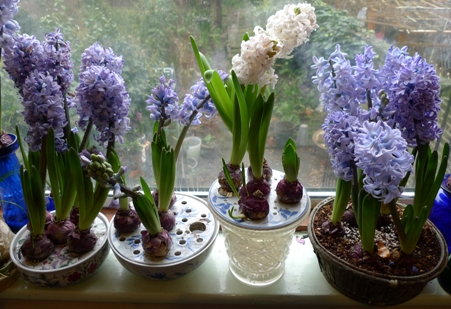 bulb bowls and baskets with hyacinths