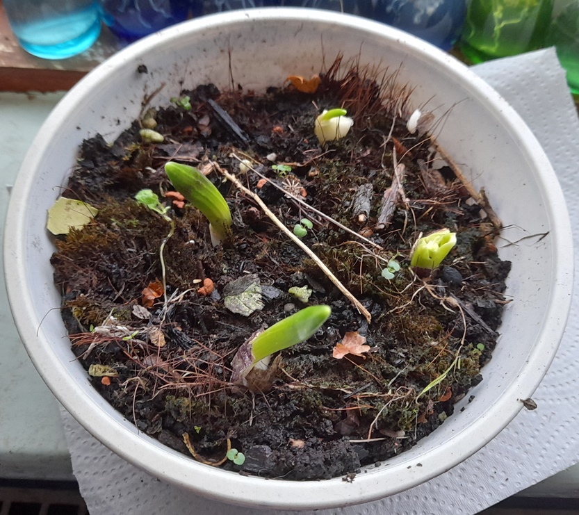 hyacinth bulblets planted