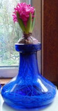 Jan Bos hyacinth in cobalt blue hyacinth vase