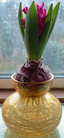 Jan Bos hyacinth in amber crackle vase