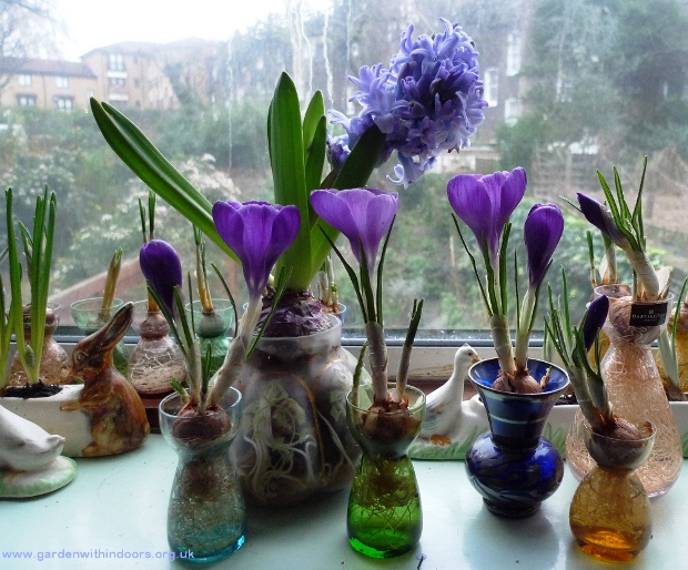 forced crocus in vases