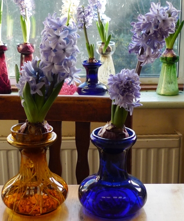 double-stemmed Delft Blue hyacinths