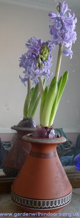 hyacinth in hyacinth vase