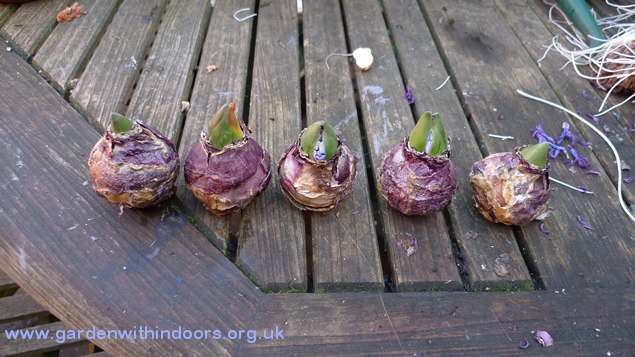 failed hyacinth bulbs