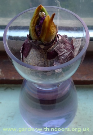 failed hyacinth bulb