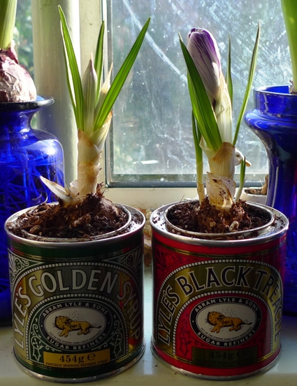 first crocus in Tate and Lyle golden syrup and black treacle tins