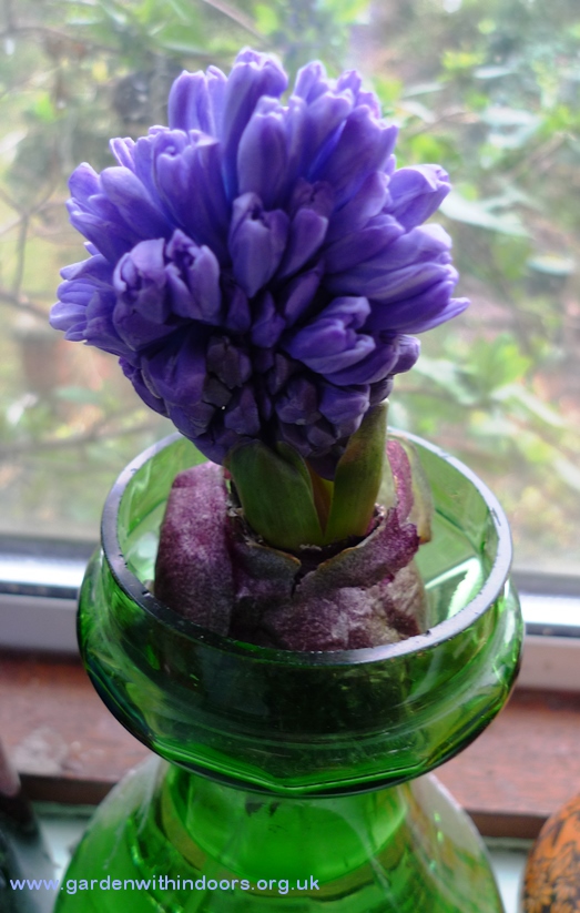 delft blue forced hyacinth