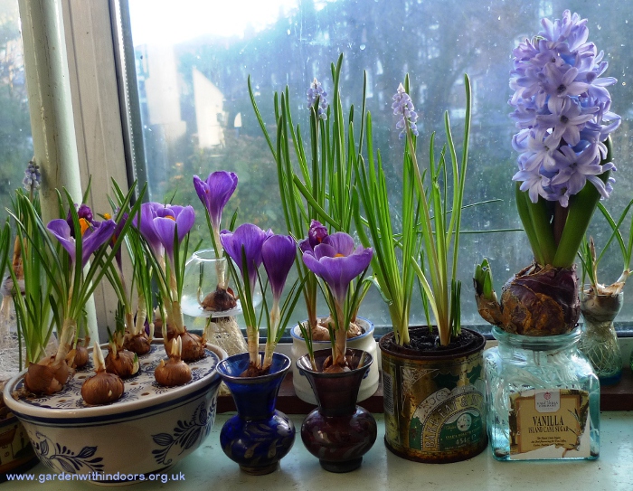 forced hyacinth and crocus