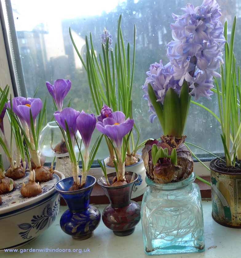 hyacinth and crocus