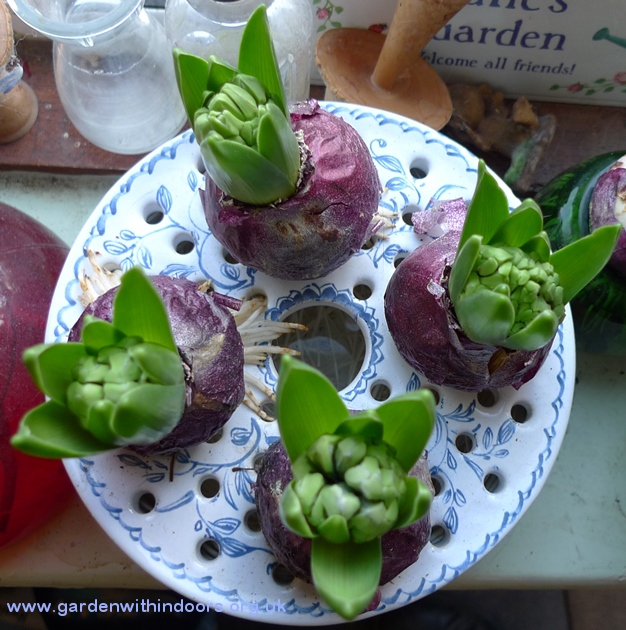 bulb bowl forced hyacinths in bud