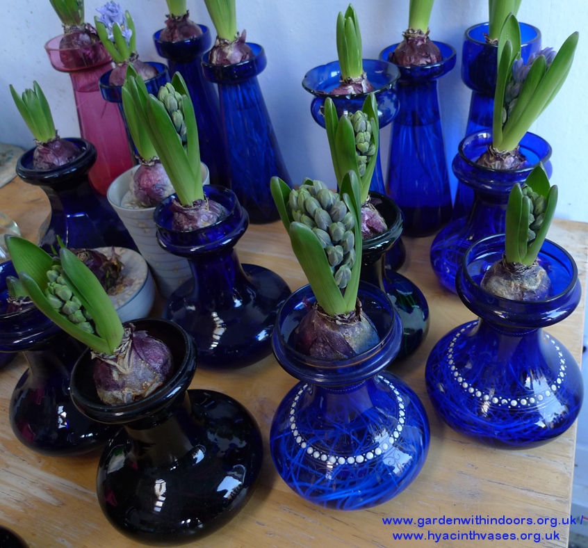 hyacinth buds in hyacinth vases