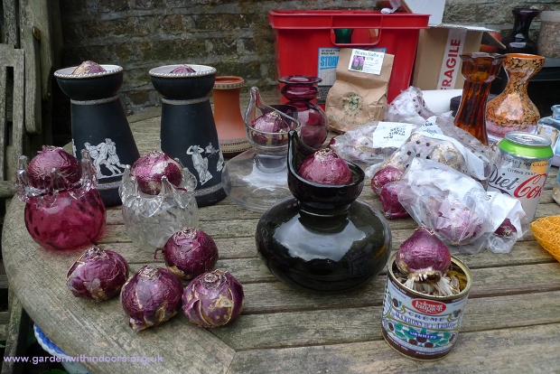 hyacinth bulbs and vases