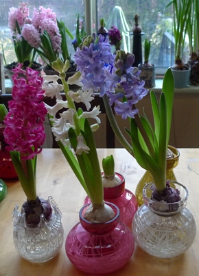 hyacinth bulbs flowering in hyacinth vases