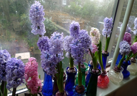 hyacinths in vases