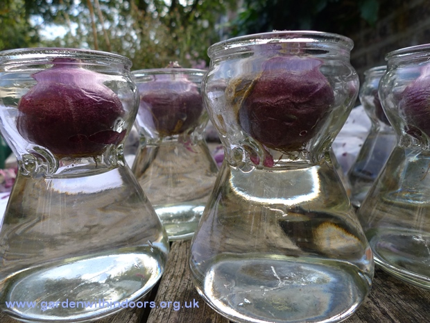 hyacinth vases water level
