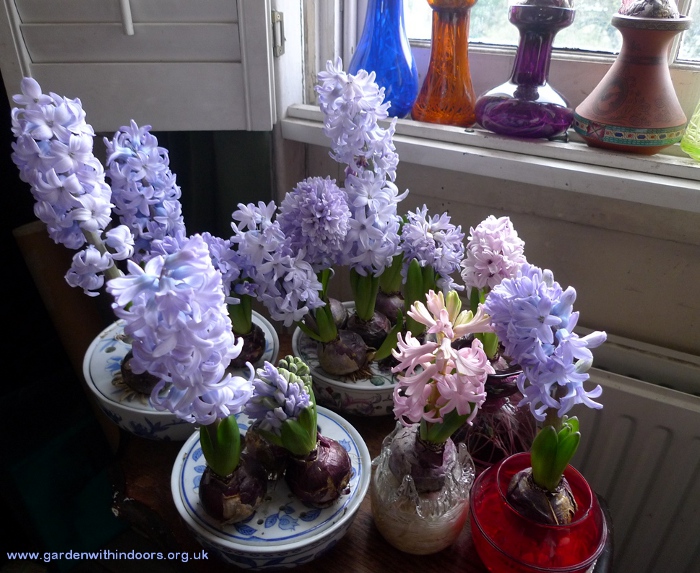 forced hyacinths in bulb bowls