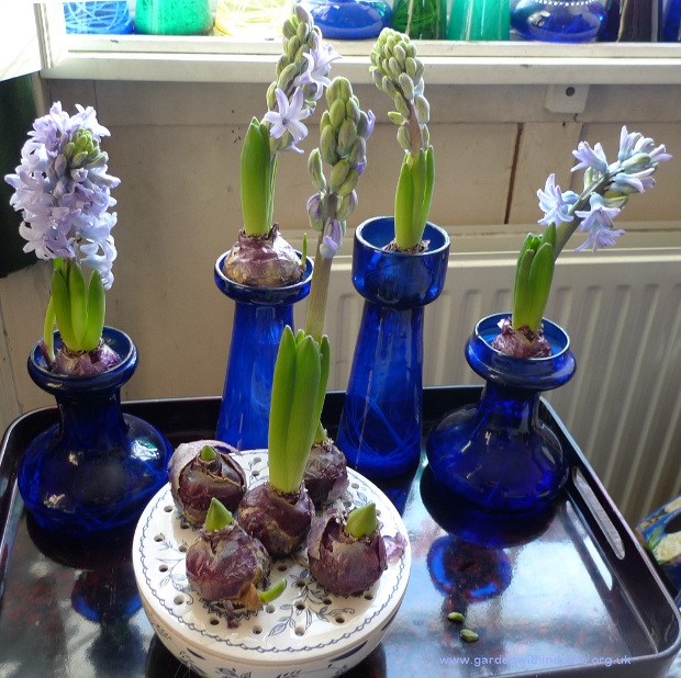 hyacinths in hyacinth vases and bulb bowl