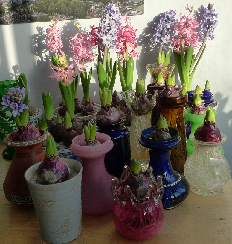 hyacinths in bloom and bud