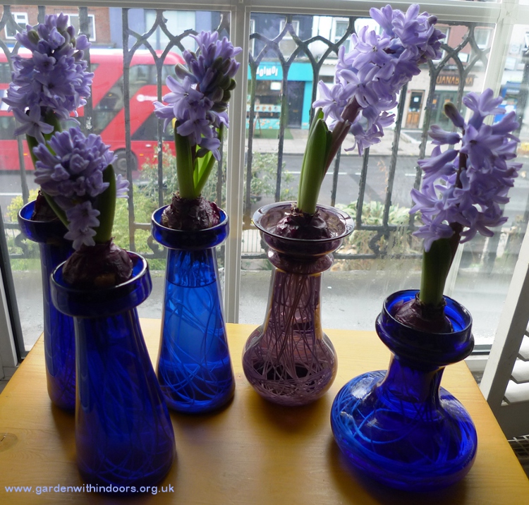 delft blue hyacinths in hyacinth vases