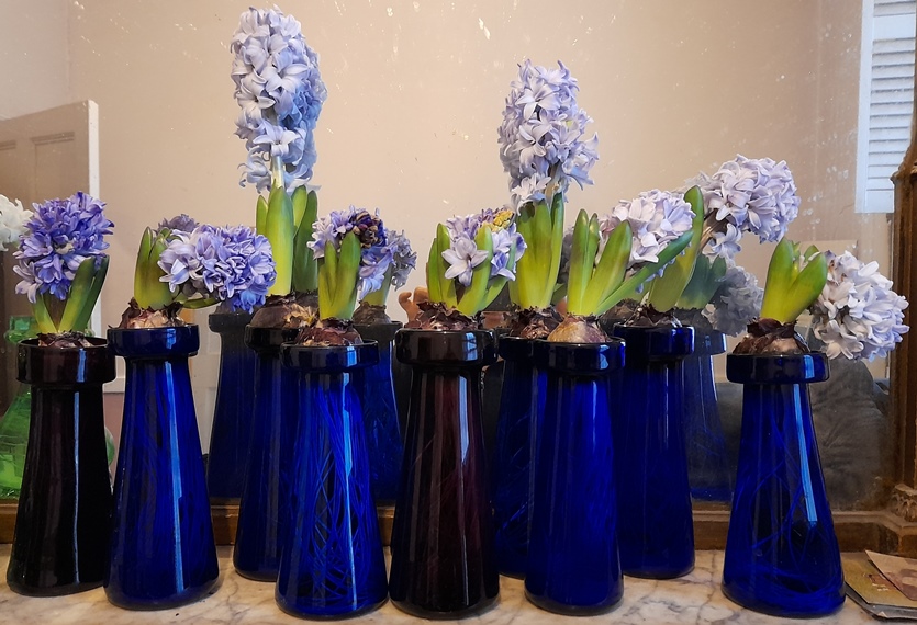 hyacinths in bloom
