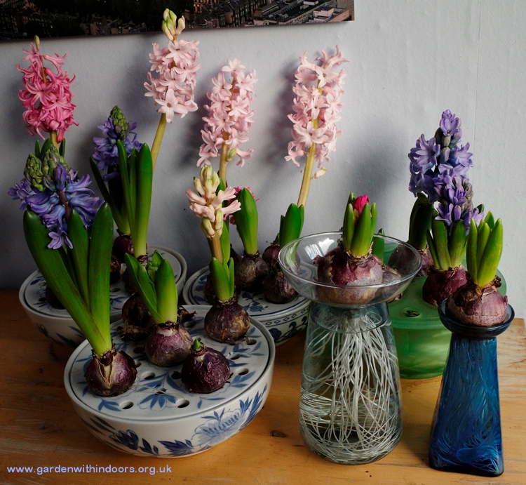 hyacinth vases in bloom