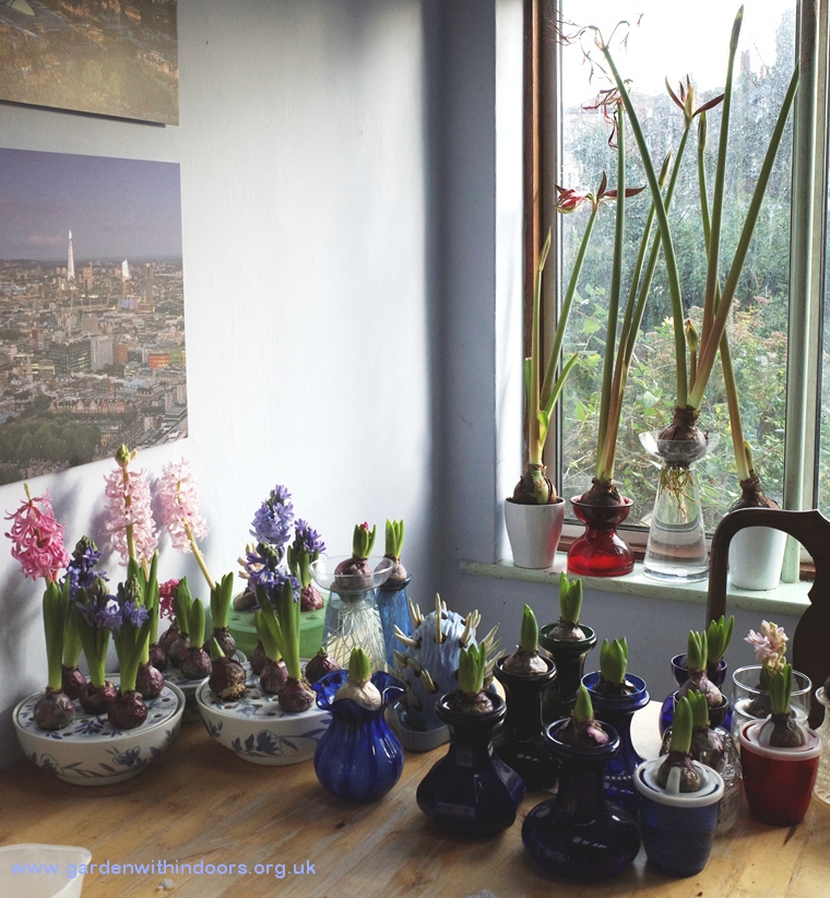 hyacinth amaryllis vases