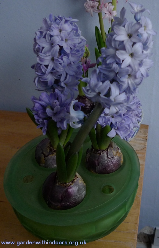 hyacinths in Davidson bulb bowl