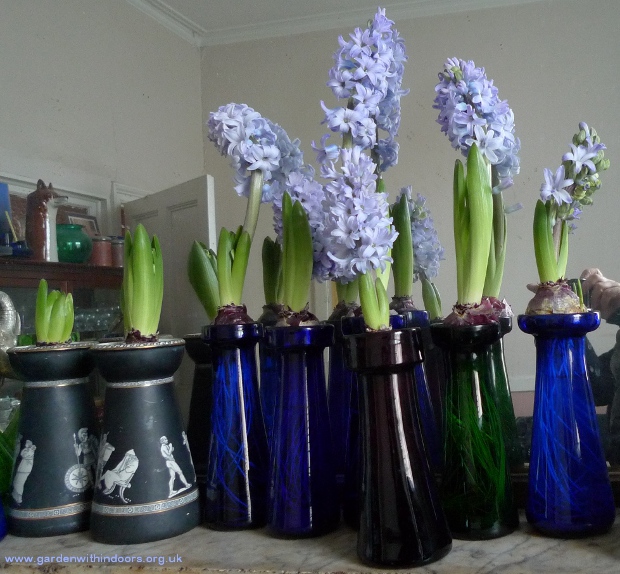 hyacinths in hyacinth vases