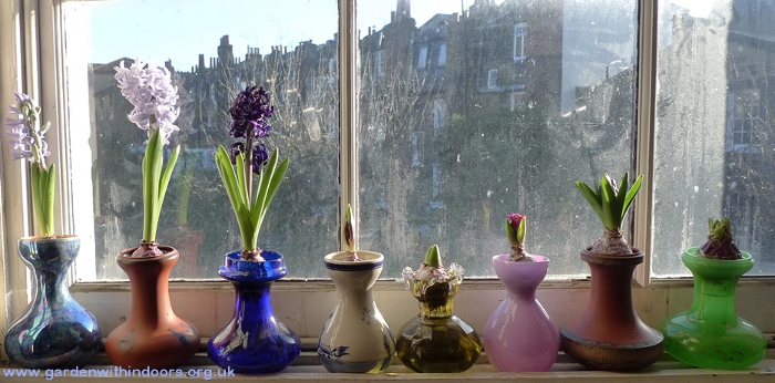 hyacinth vases with forced hyacinths