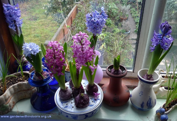 hyacinths in bloom in vases and bulb bowl