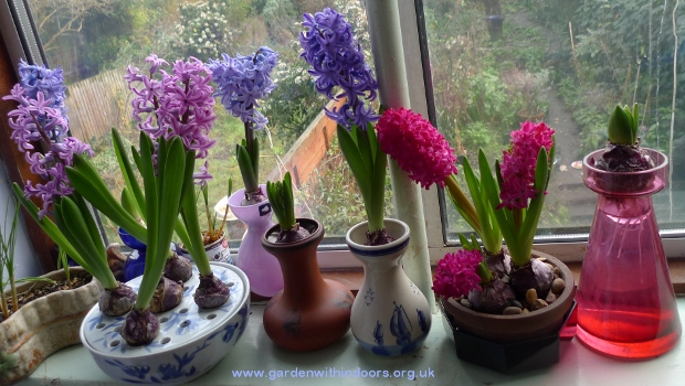 hyacinths in bloom in hyacinth vases and bowl