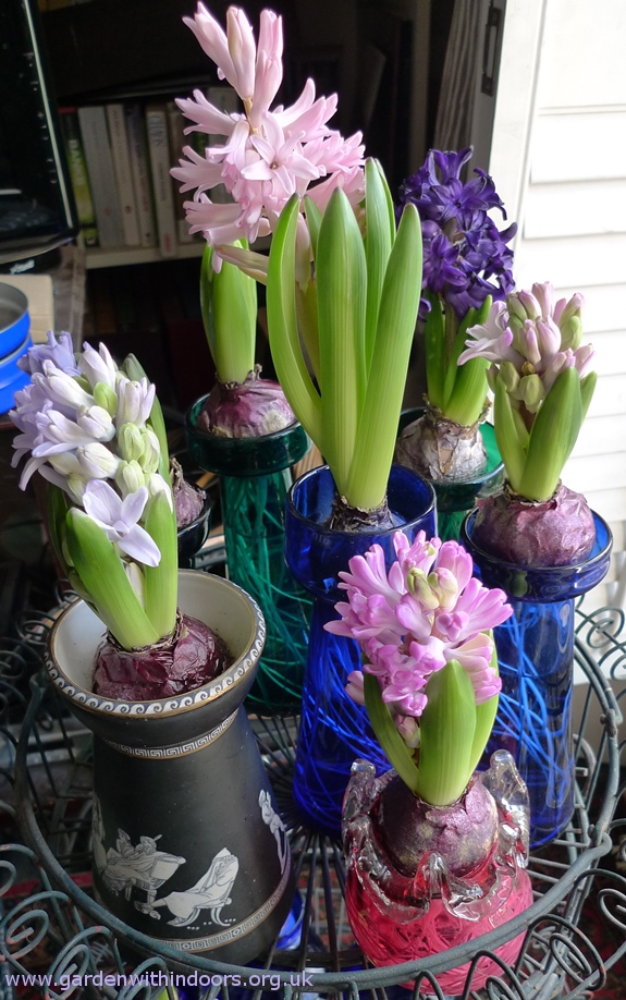 forced hyacinths in hyacinth vases