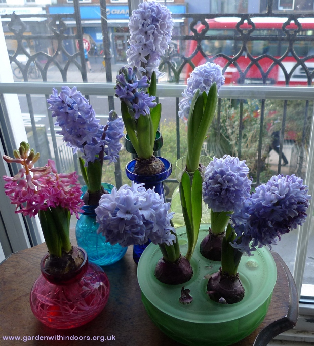 forced hyacinths in bloom in hyacinth vases and bowl