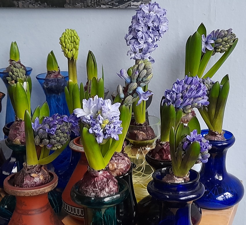 Delft Blue hyacinths