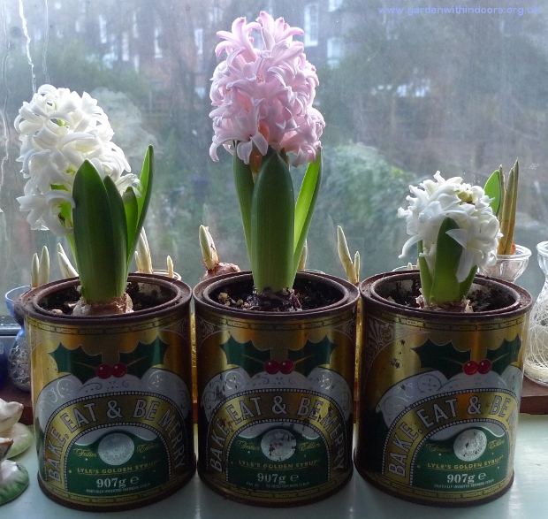 hyacinths in Golden Syrup tins