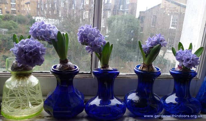 forced hyacinths in hyacinth vases bent