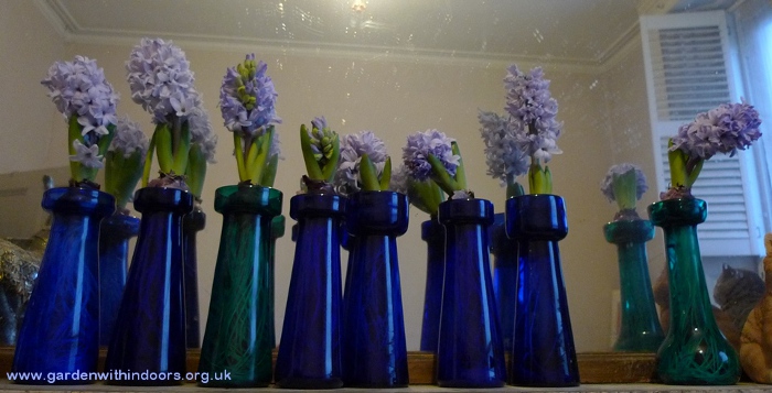 forced hyacinths in antique hyacinth vases