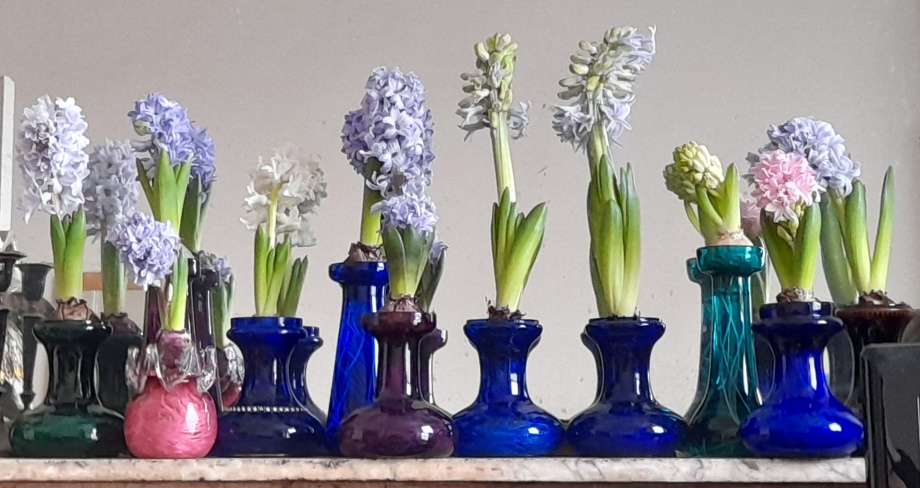 forced hyacinths in hyacinth vases in bloom