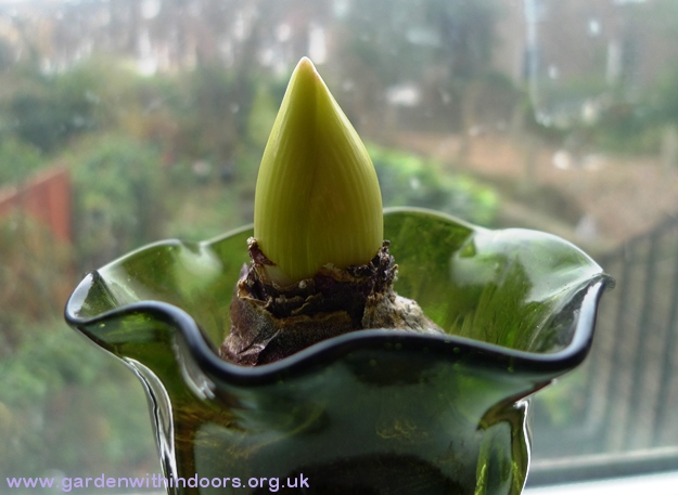 forced hyacinth in hyacinth vase