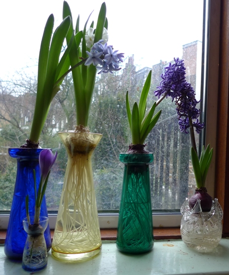 last hyacinths