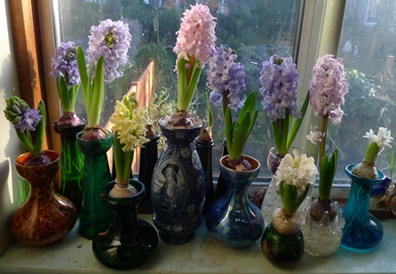 selection of hyacinth vases