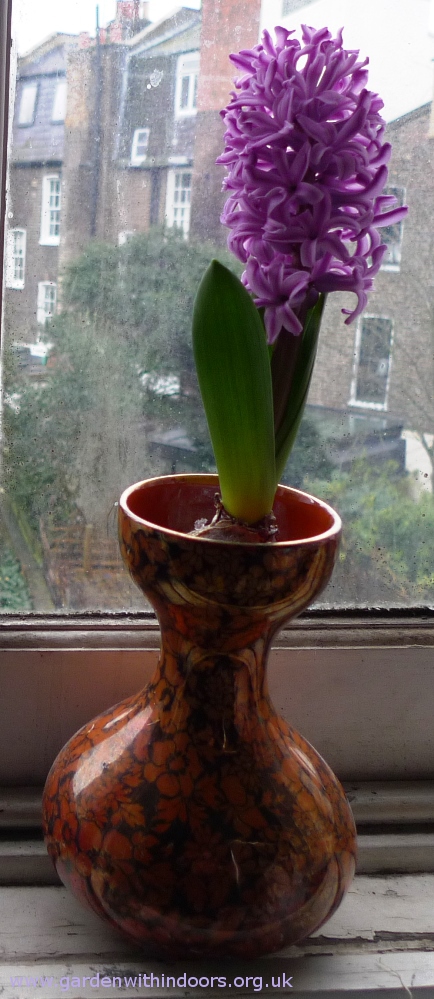 forced hyacinth Byzanta Ware vase