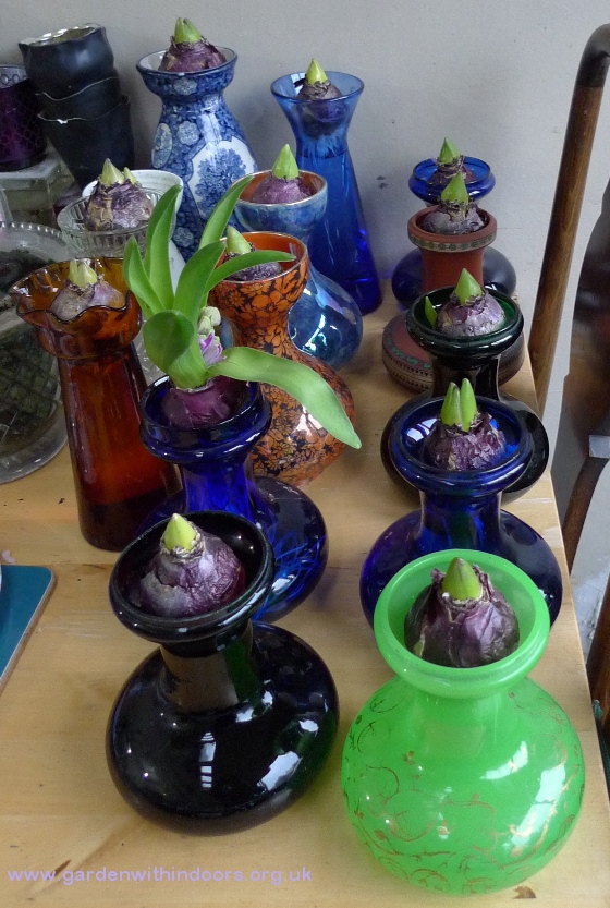 forced hyacinths in hyacinth vases