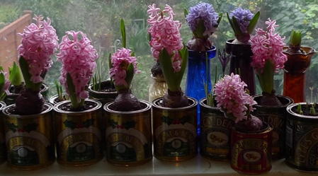 pink pearl hyacinths in golden syrup tins